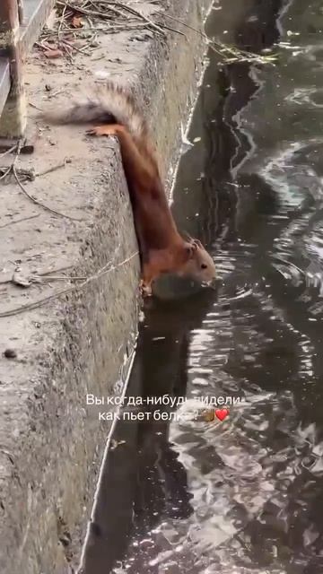 Жара. Белочка...