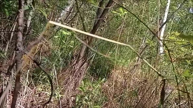Артефакты  забытых полян.