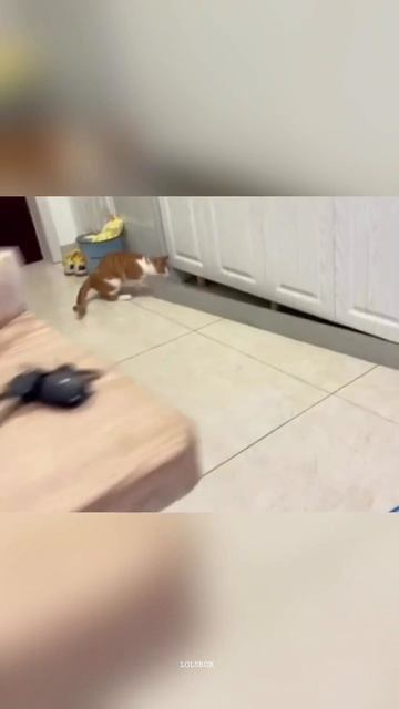 Random Cat Attacks, Introvert Energy & Permanently Grumpy Faces
