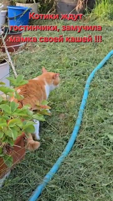Котики ждут...