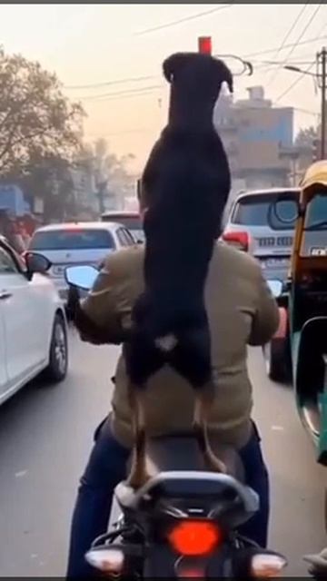 🏍️🏍️Он везёт с собой Собаку. Очень страшный трюк.Одно неверное движение ,и погибнет Друг.