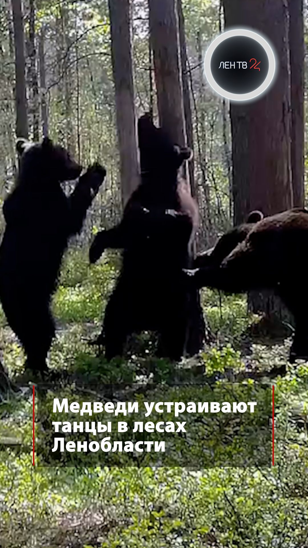 Медведи танцуют в лесах Ленобласти