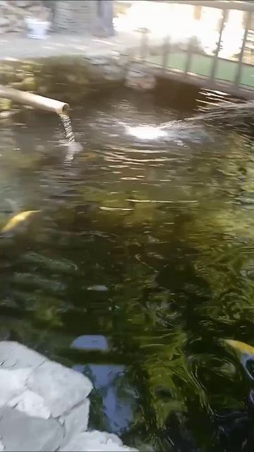 Рыбы🐟