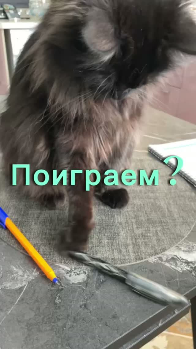 Кот Котя всё скидывает со стола