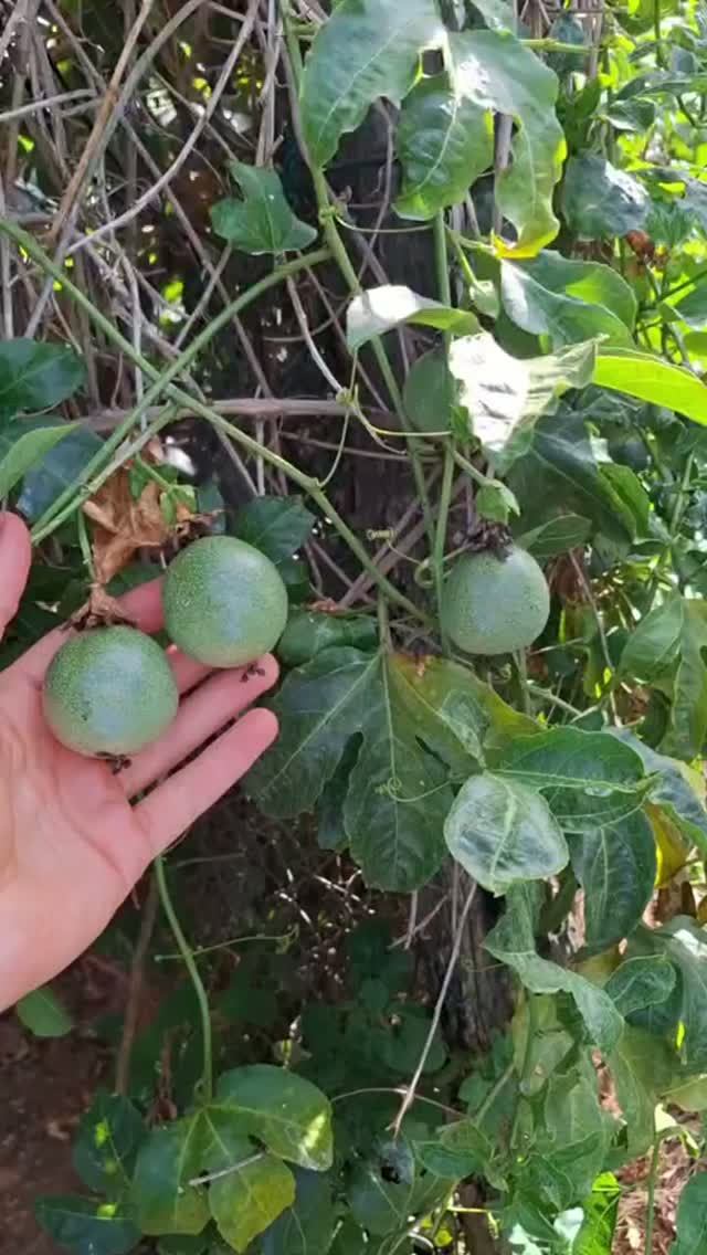 Авокадо-ферма 🥑 в Далате. Фрутфест 2026 #авокадо #далат #фрутфест #фруктымира #фрукты #фрутфест2026