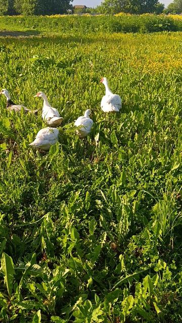 Кто сказал, что кошка не может пасти уток? Хозяюшка Лапа пасёт уток 🦆