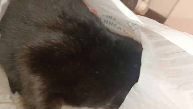 Чуча нашёл себе новый пакет🛍️🐈⬛