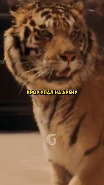 Во время съемок фильма «Гладиатор» актера Рассела Кроу едва ударил настоящий бенгальский тигр!