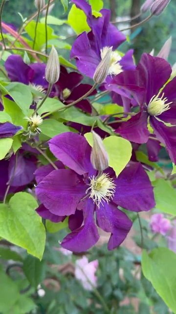 Клематис Варшавская Найк💜лучший для сада💜