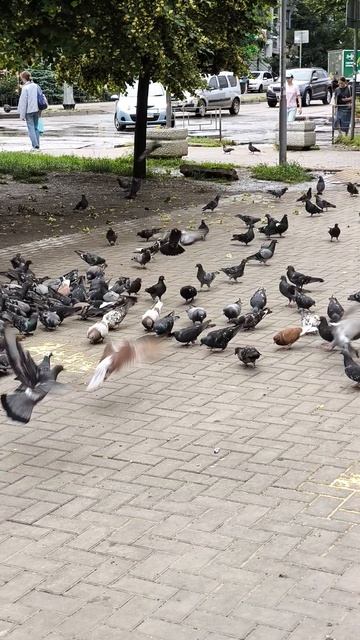Цирковое представление