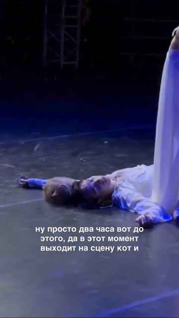 Рыжий кот ИСПОРТИЛ самый драматичный момент «Ромео и Джульетты» — хвостатый вылез на сцену