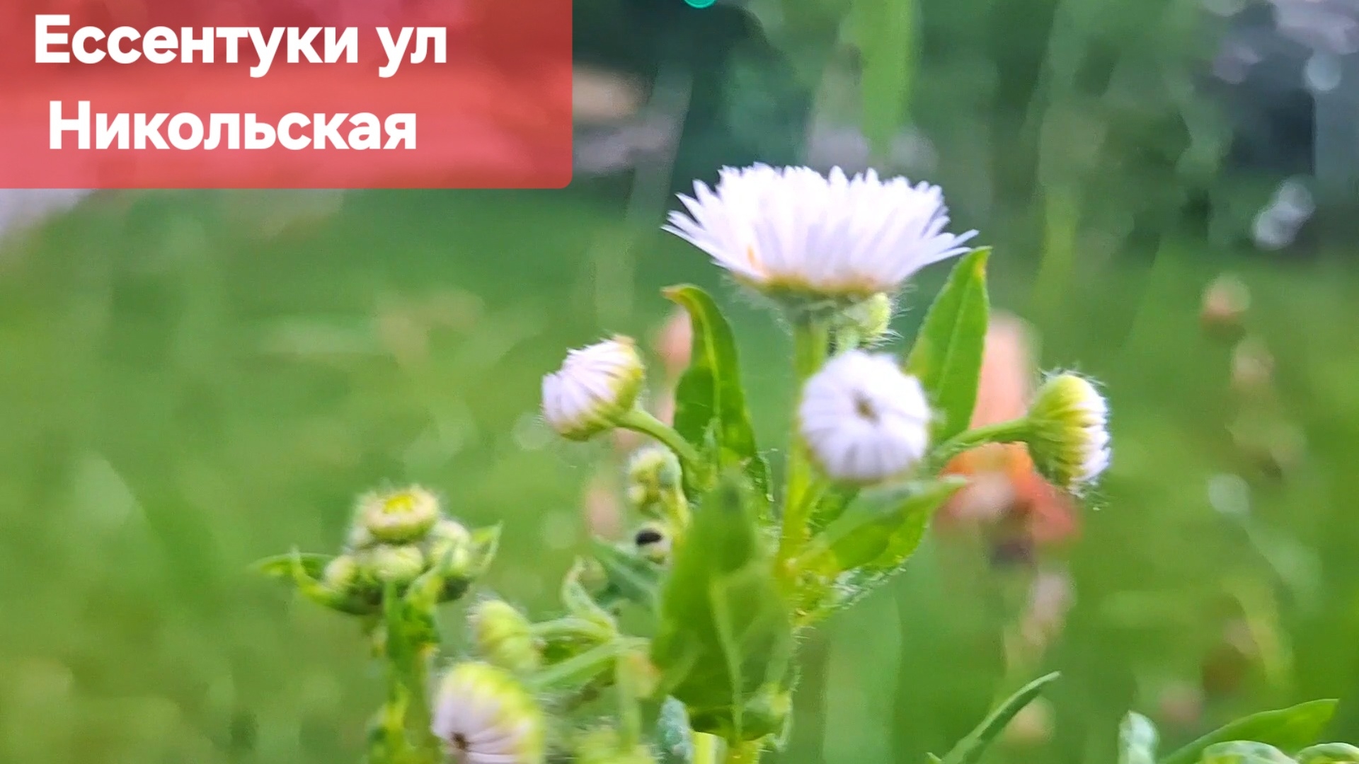 Ессентуки ул Никольская 12-06-2026