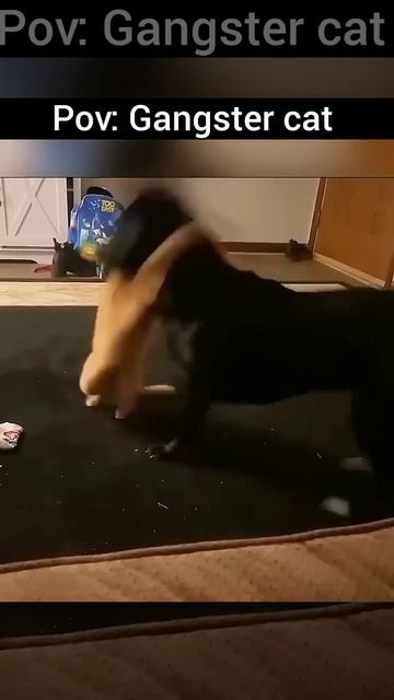 Gangster Cat 💀