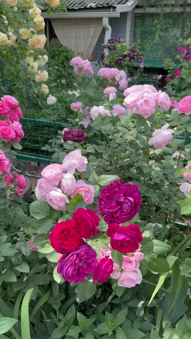 Розы💐уходящая роскошь💐11 июня🌿
