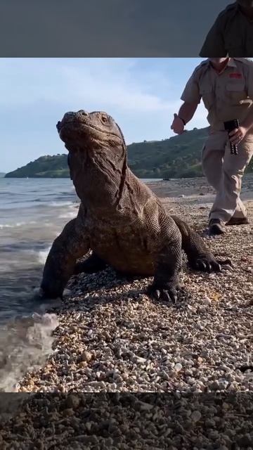 Большие, чешуйчатые комодские вараны