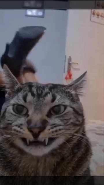 Видео от Tom And Сats / Кот на карте