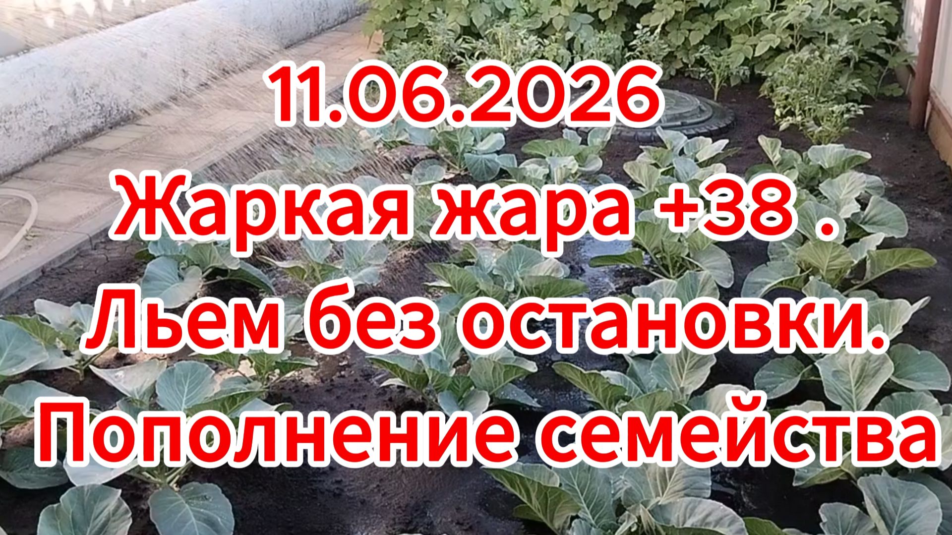 11.06.2026 Жаркая жара +38 . Льем без остановки. Пополнение семейства