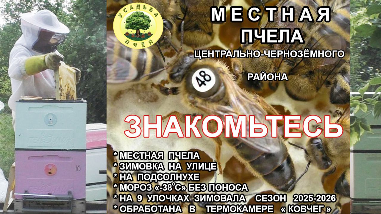Знакомьтесь -Местная Пчела