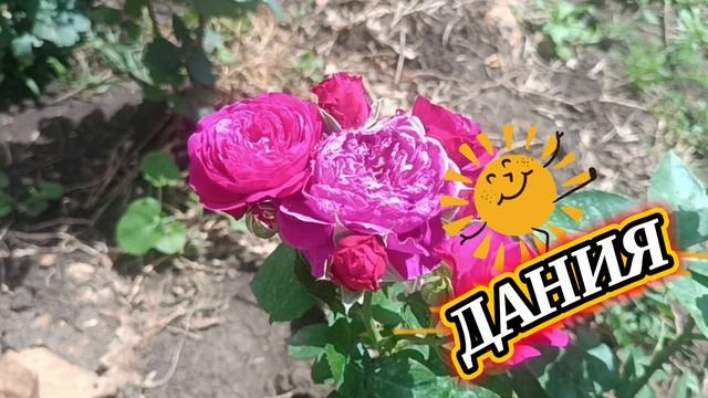 **ЕЁ УЛЫБКА **ХОРОШИЙ СЕГОДНЯ ДЕНЬ. ВСЕХ С      ПРАЗДНИКОМ .