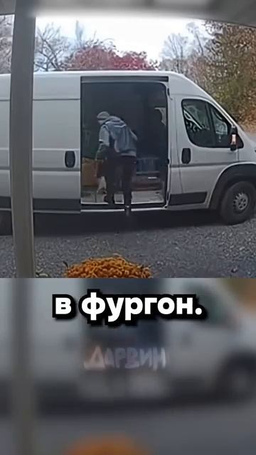 Настойчивый кот