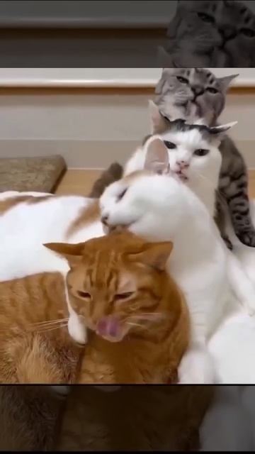 Видео от Tom And Сats / Кот на карте