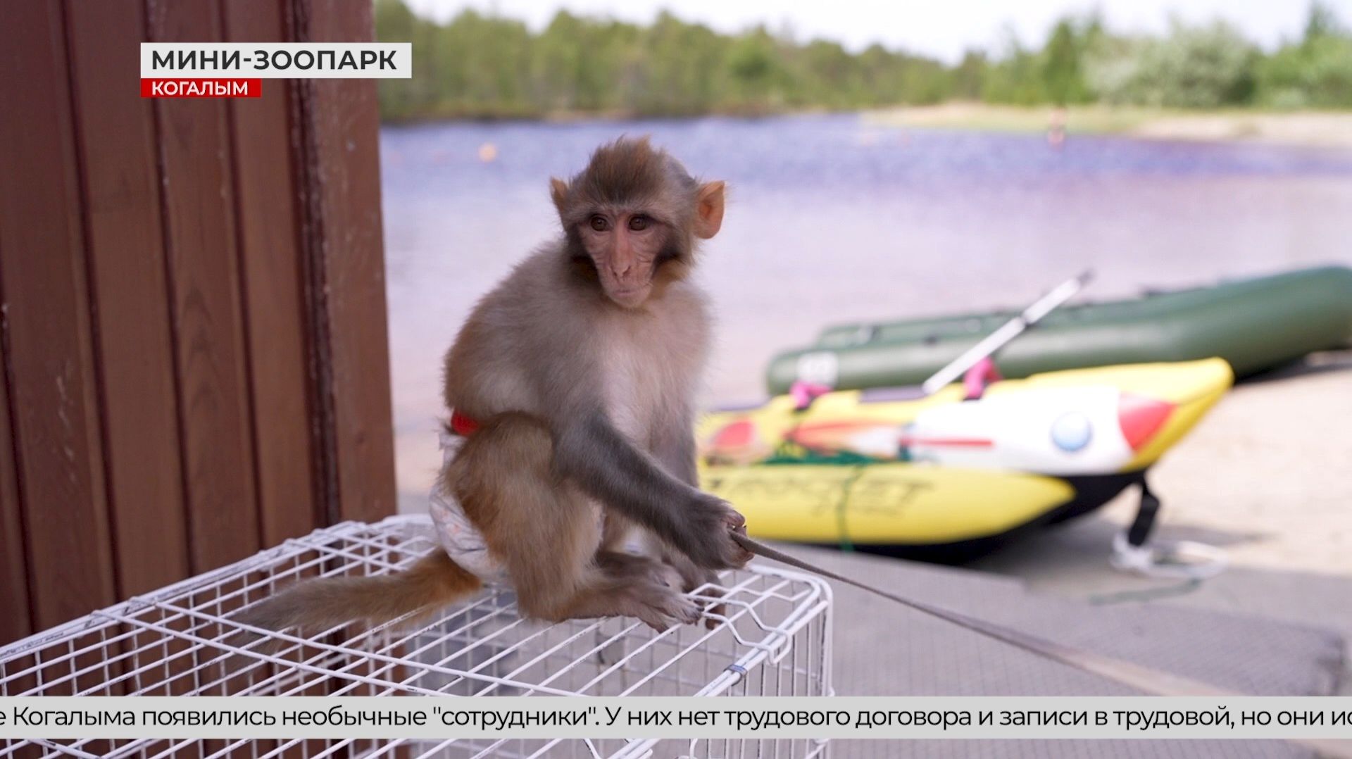 На пляже Когалыма - свои звёзды!