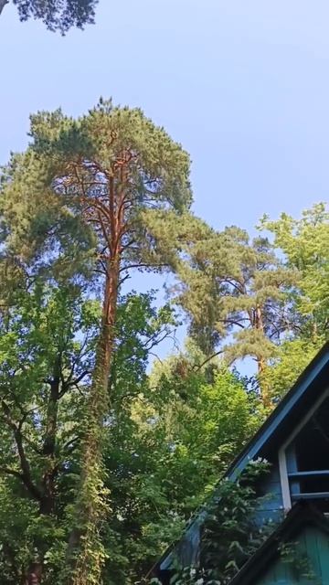 1 часть. Самолёты с дачи