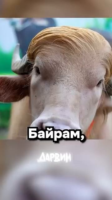 И тут он выжил