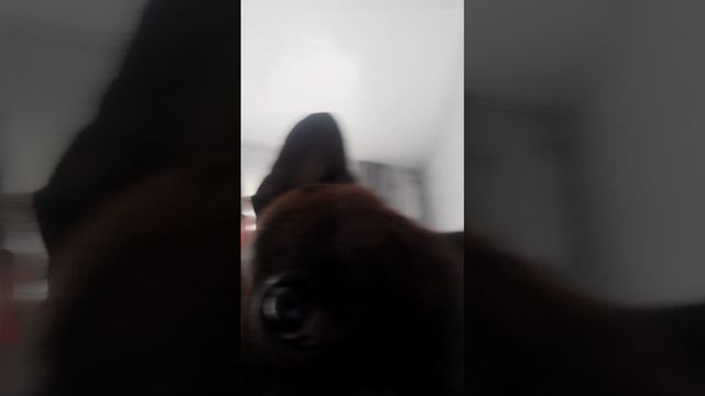 Бесим РИЧА