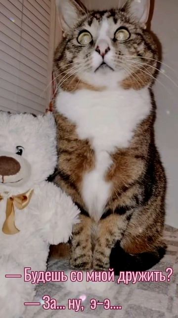 Будешь со мной дружить за... А вот досмотри до конца и узнаешь 😼🤫🐾