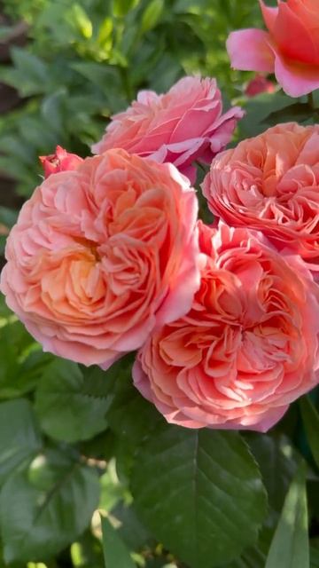 Фальстаф, Леонардо, Мэри Энн💐12 июня 26г🌿
