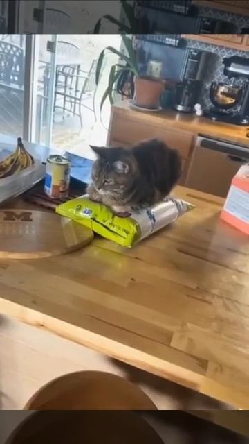 Видео от Tom And Сats / Кот на карте