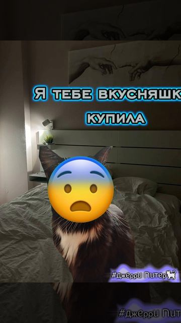 почему эффекты такими сделались😭 #ДжерриПитер #кот #р_е_к_и