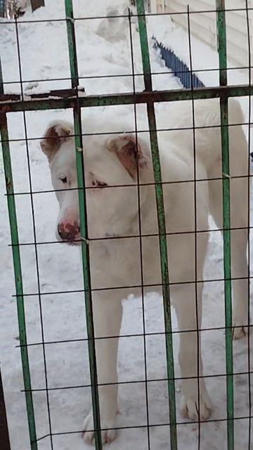 Алабай Бэк# красавец🐕🦺