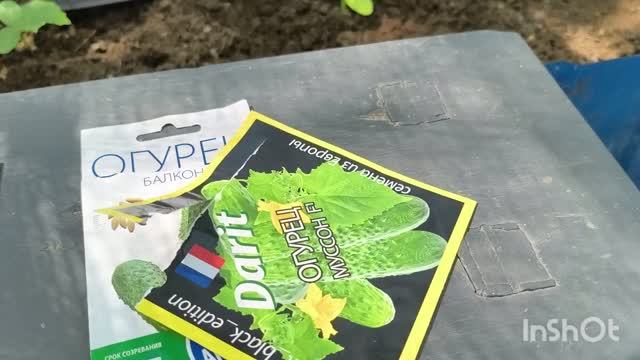 снова сею огурцы/приходил хомяк/мои цветы.