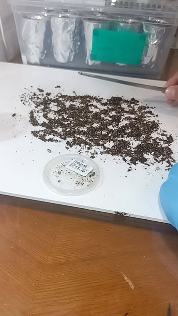 🗨️🤍💬 семена граната после стратификации, посадка в блоке, подписываем на канал, и ждём всходов 🙏