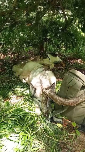 Под покровом леса: Сон хаски Джульбарса и лайки Сильвии.