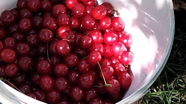 Сбор вишни.