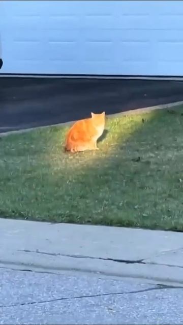 Видео от Tom And Сats / Кот на карте