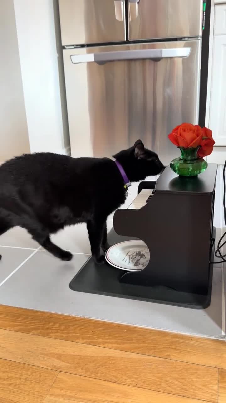 Лyчшая кормушка для котa