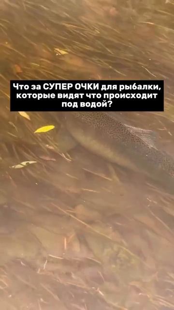 Клип @zatropheem