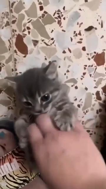 Видео от Tom And Сats / Кот на карте
