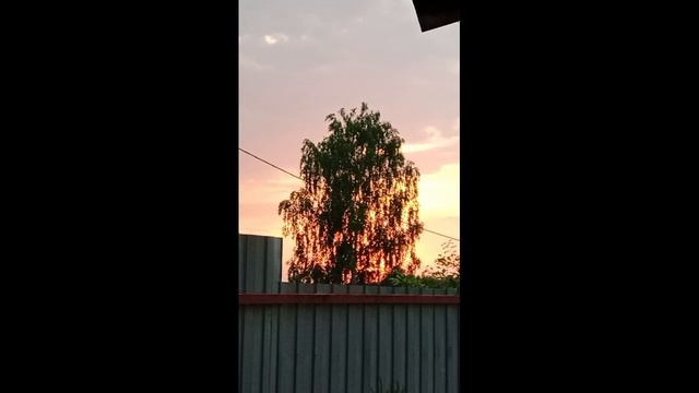 99135.mp4