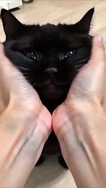 Видео от Tom And Сats / Кот на карте