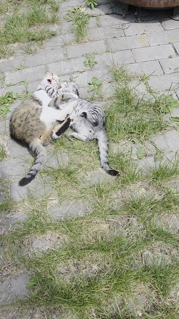 🐱 КОШКА с 🐱 КОТЕНКОМ резвятся на воле. Смешные животные 14.06.26