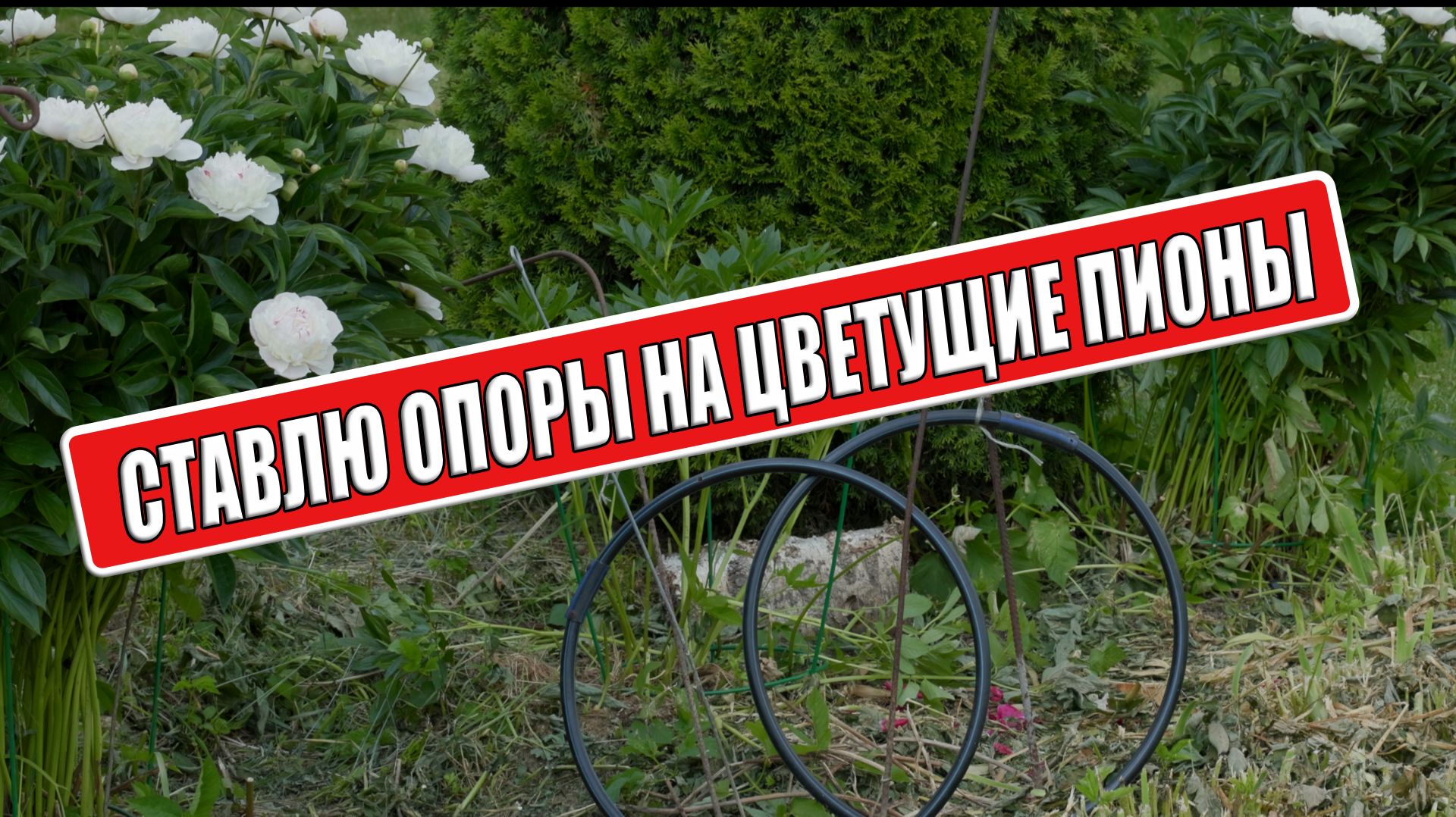 Идеальные опоры для пионов - как установить даже на цветущий пион.