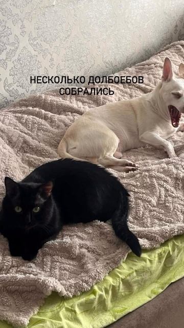 Слава Богу, ни у меня, ни у тебя нет мозги