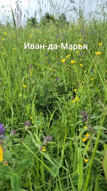 Иван-да-Марья, полевые цветы #shorts