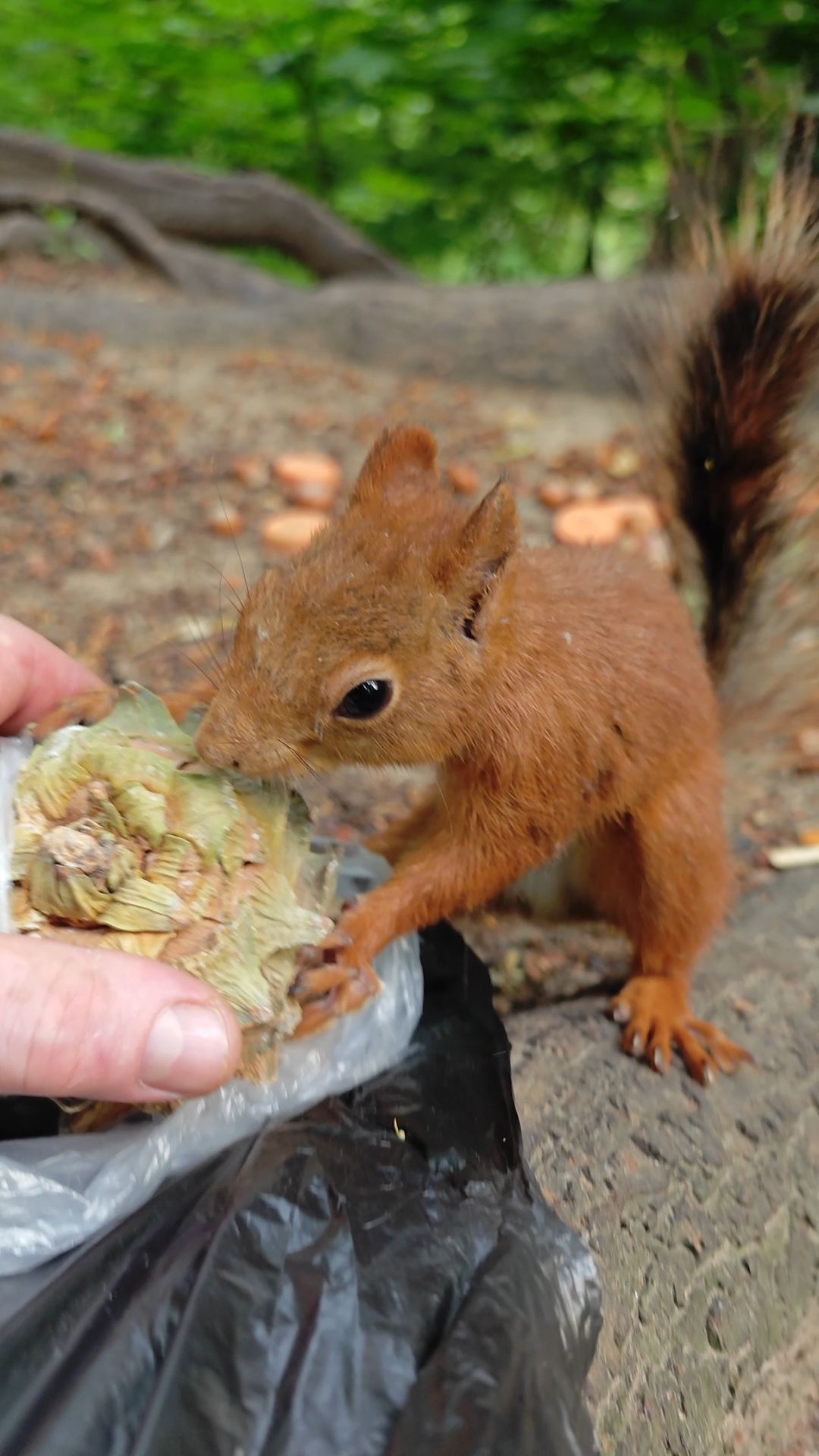 Белка не справилась с шишкой