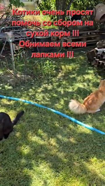 Котики очень просят...